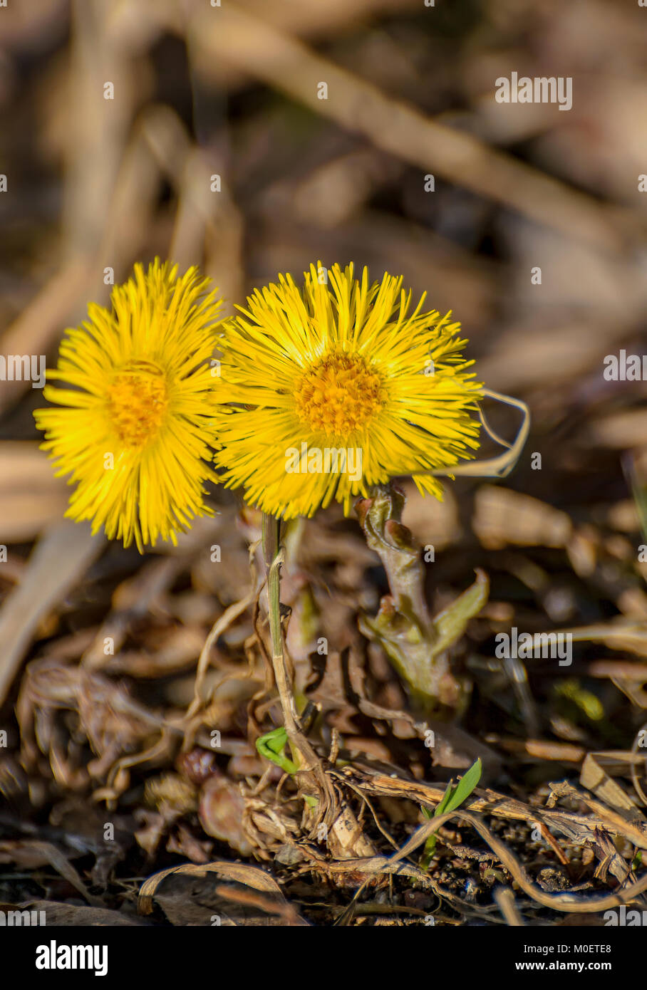 The first spring flowers mother and stepmother Stock Photo Alamy