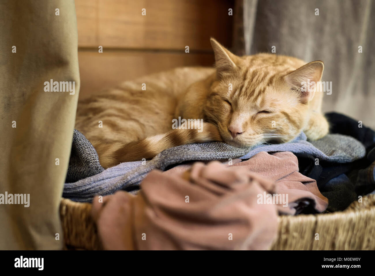 Orange kitten sleeping on laundry basket full of clothes. Can asleep on hamper. Stock Photo