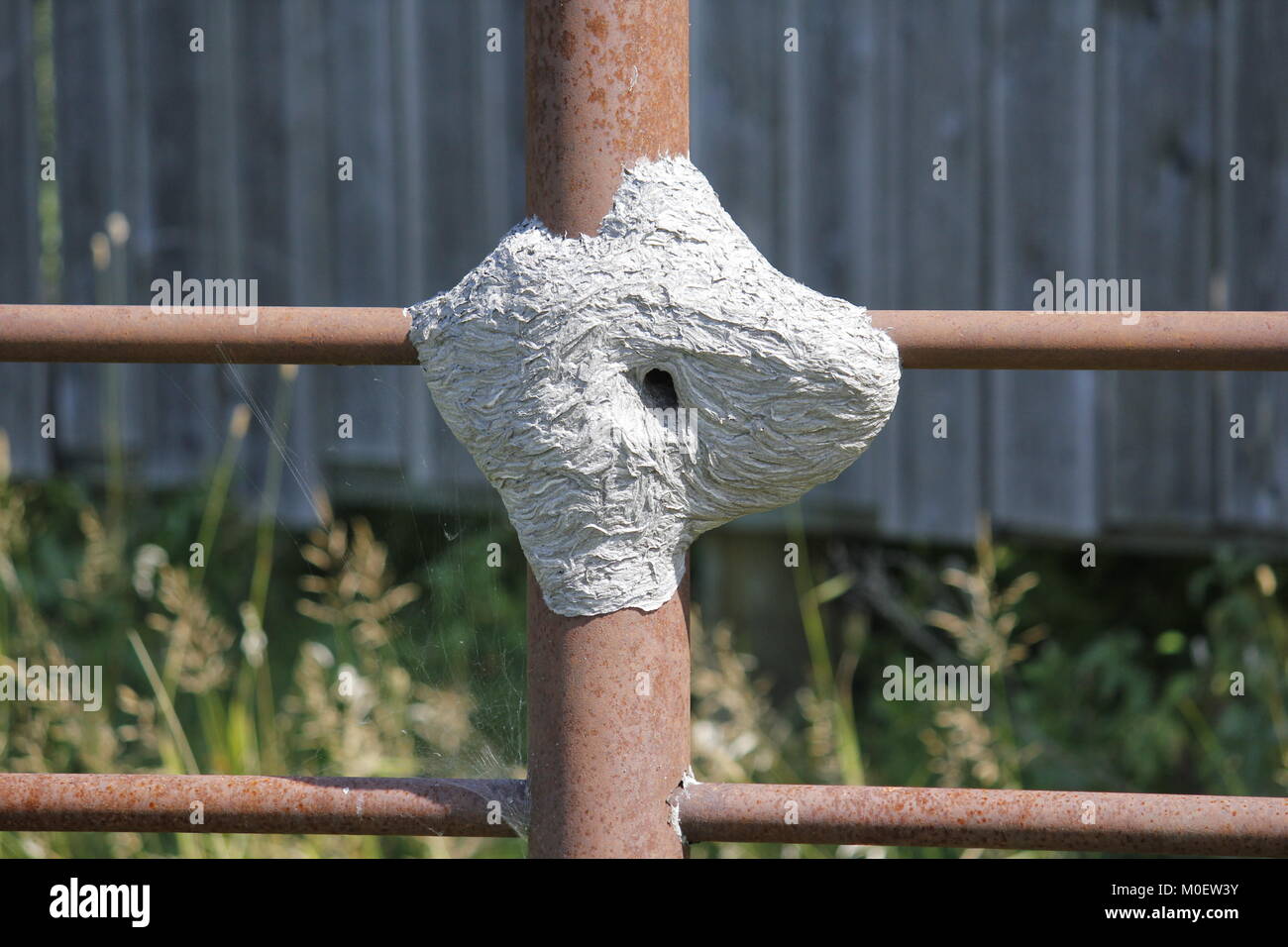Wasp nest built on a corral panel Stock Photo