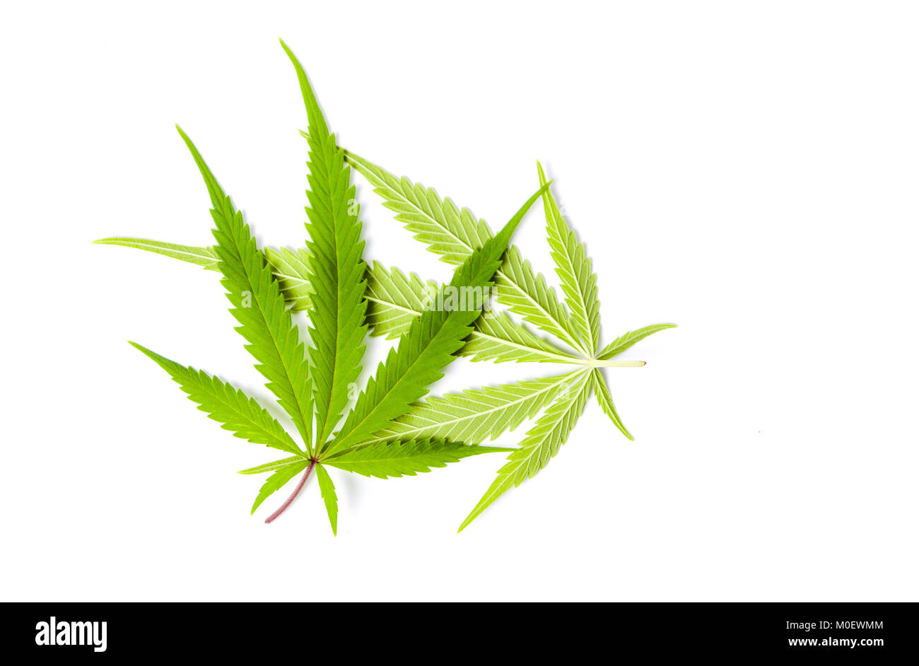 Marijuana green leafs isolated on white background Stock Photo