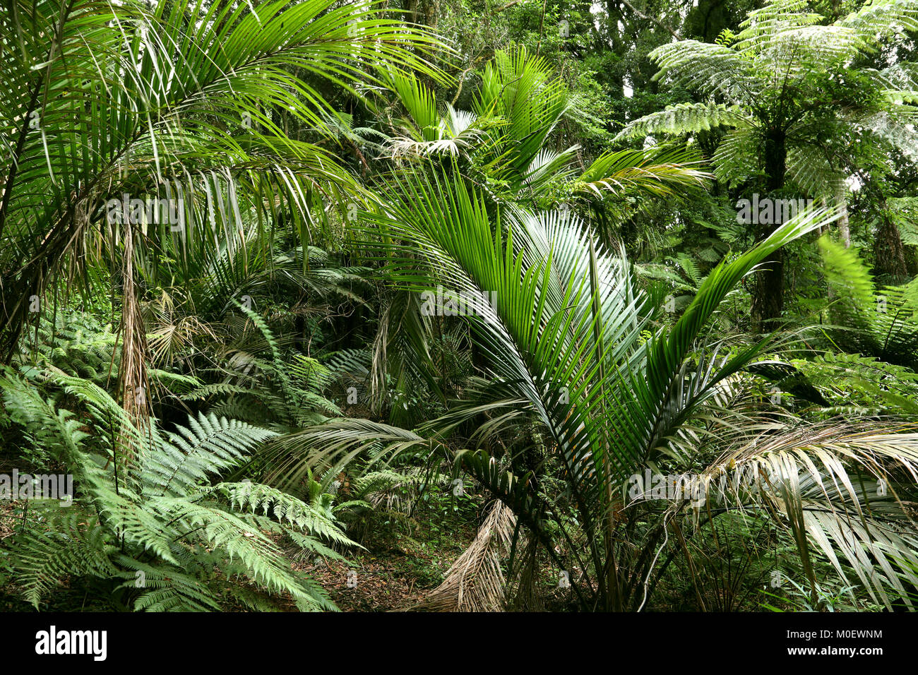 Lush green foliage in tropical jungle Stock Photo - Alamy