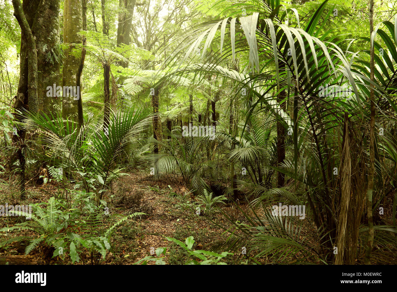 Lush green foliage in tropical jungle Stock Photo - Alamy