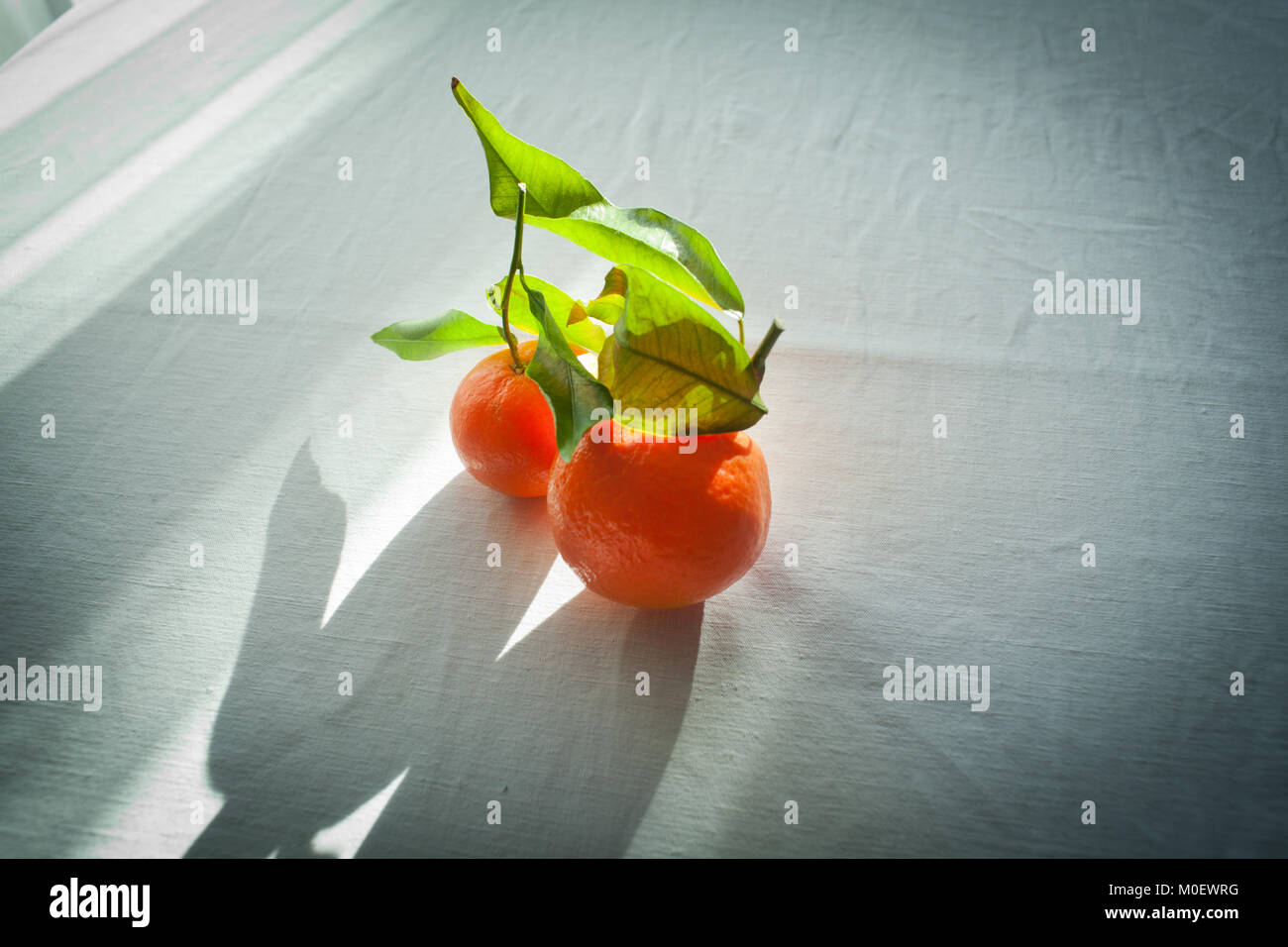 two bright and orange mandarins tangerines with leaves on a white table Stock Photo Alamy