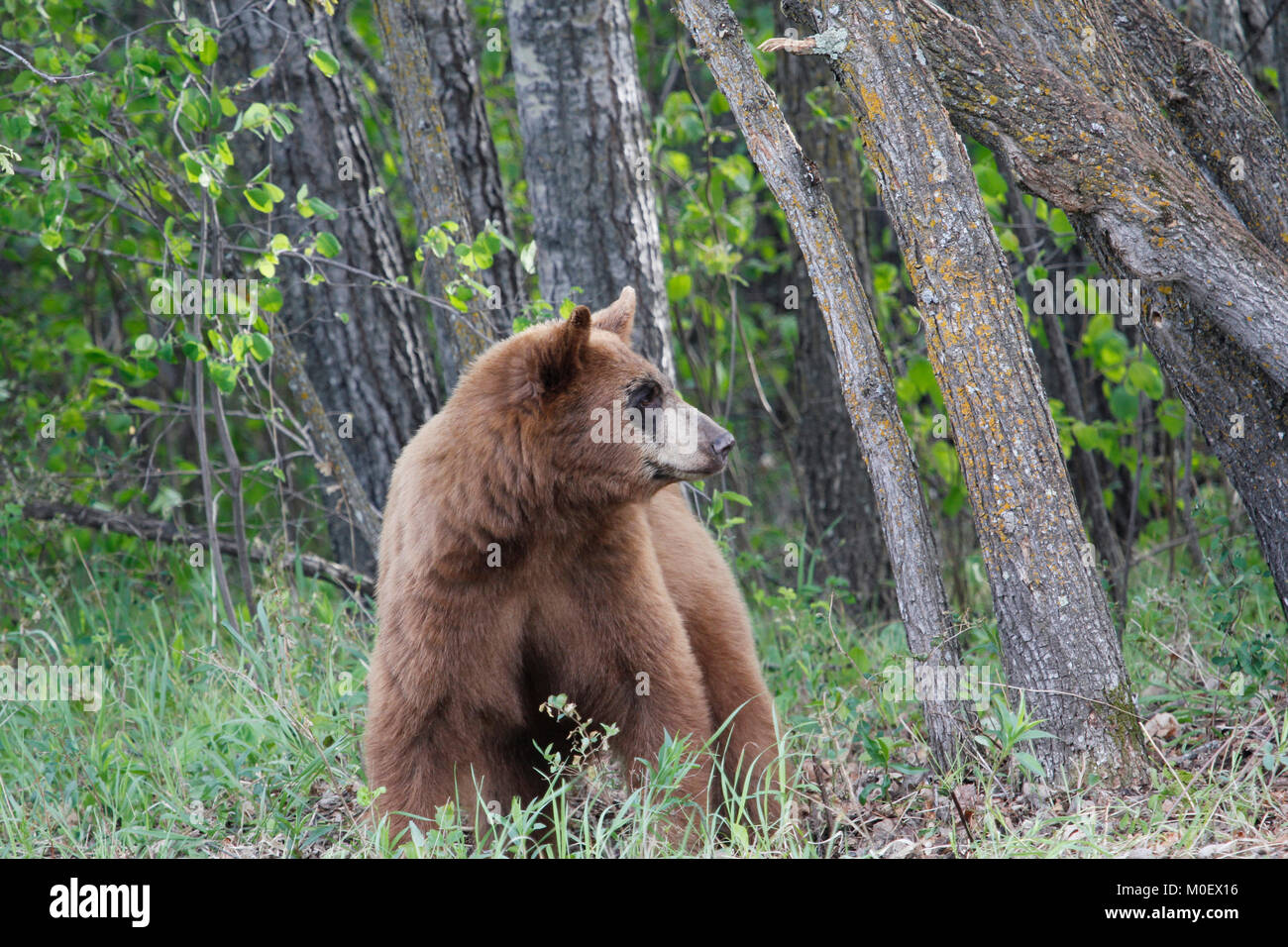 Brown bear looking to its left side Stock Photo