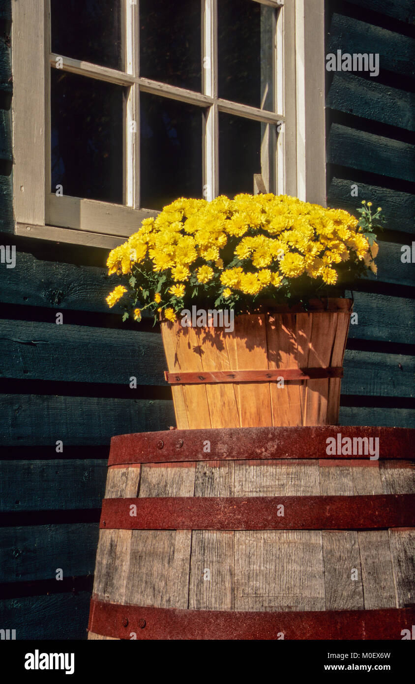 Yellow garden Chrysanthemums on Vintage wine barrel, barn window, Monmouth Co., NEw Jersey farm, USA, autumn container window vertical farming Stock Photo