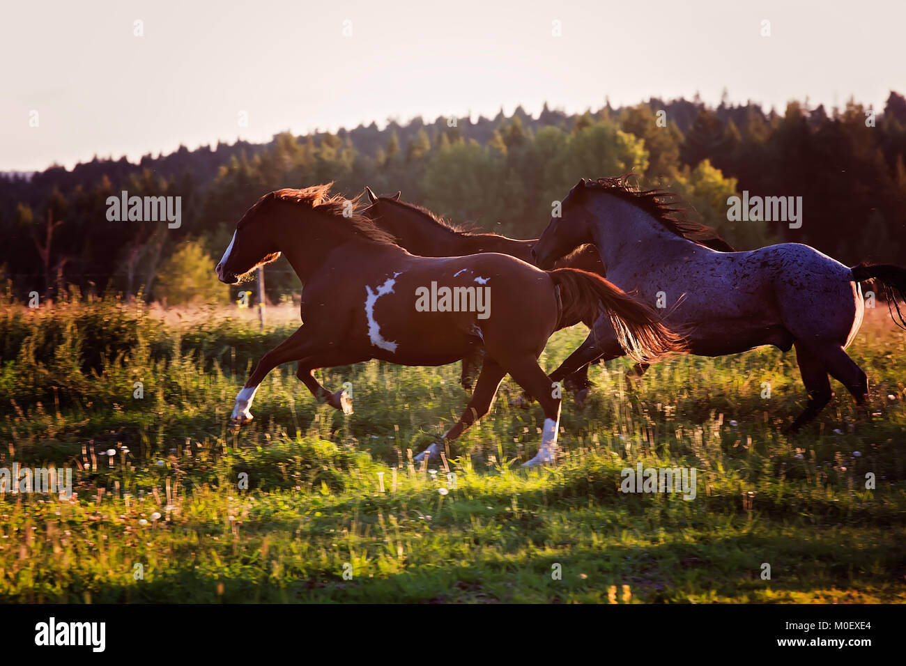 Horses running in a meadow, British Columbia, Canada Stock Photo