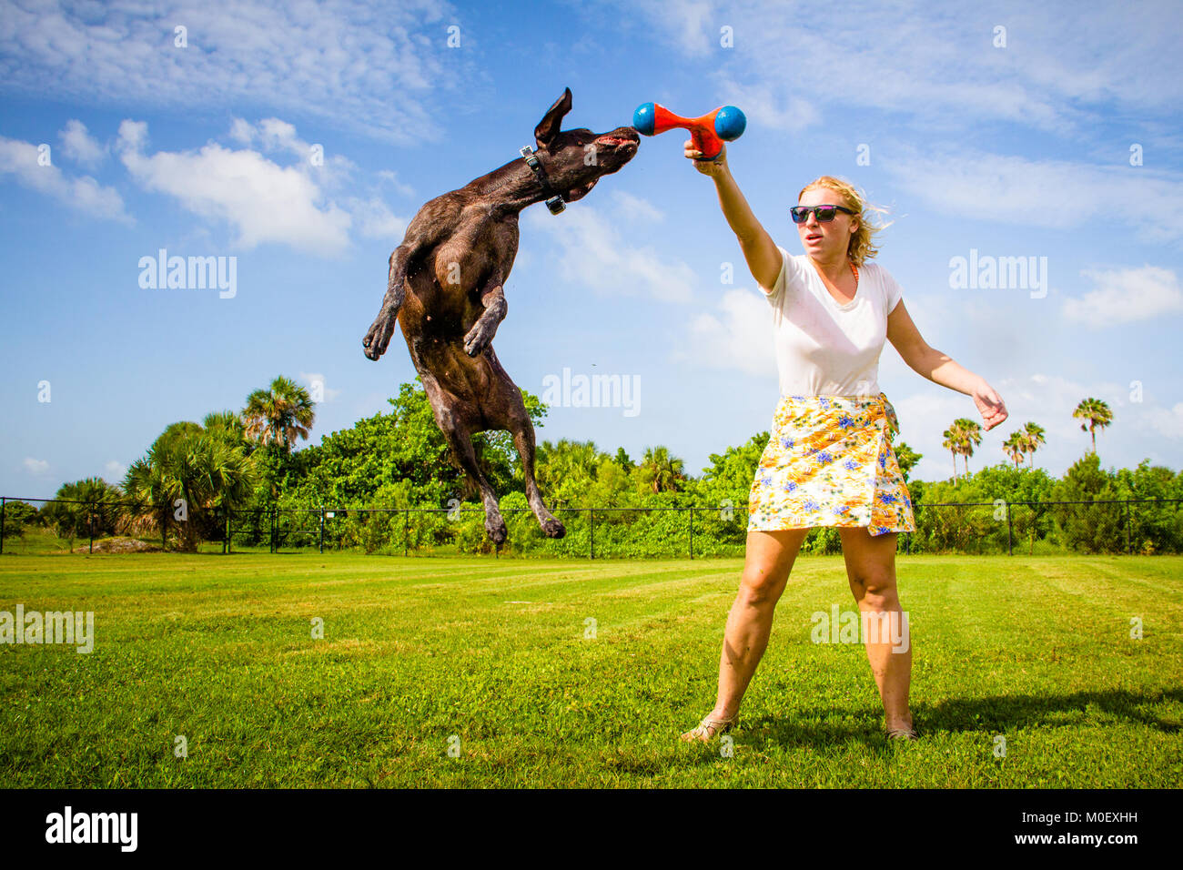 Woman playing with her German shorthaired pointer dog Stock Photo