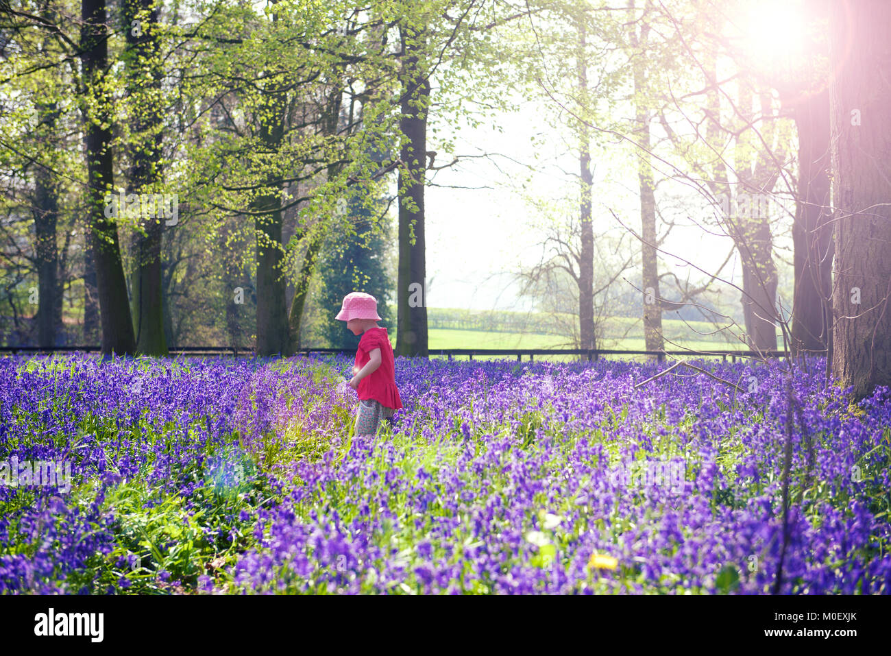 Girl walking through bluebell woods, Yoxall, Staffordshire, England, United Kingdom Stock Photo