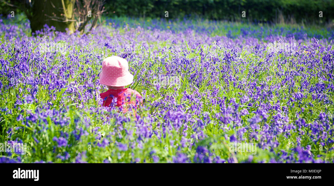 Girl standing in bluebell woods, Yoxall, Staffordshire, England, United Kingdom Stock Photo