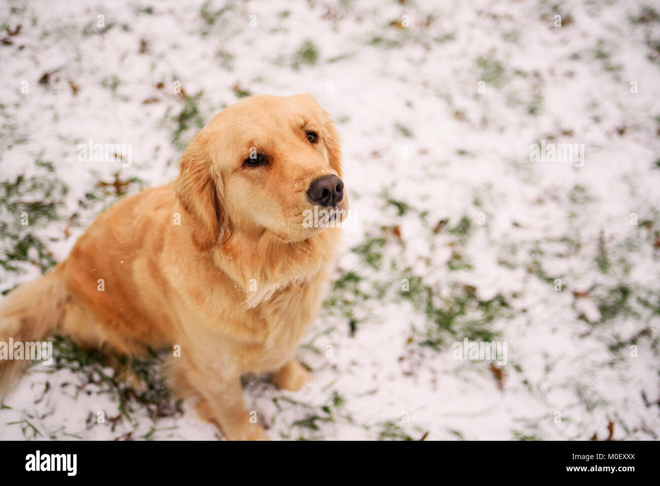 Golden retriever dog sitting in the garden in the snow Stock Photo - Alamy