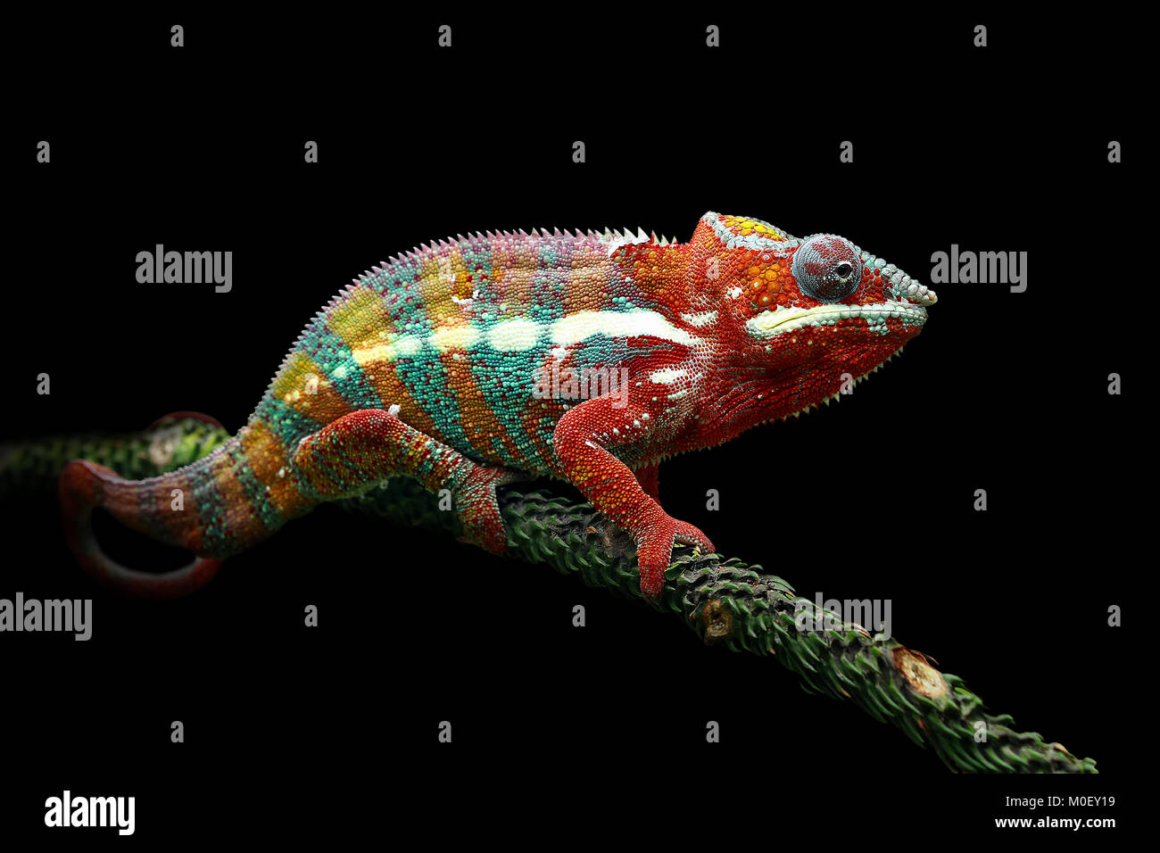 Panther Chameleon on a branch Stock Photo