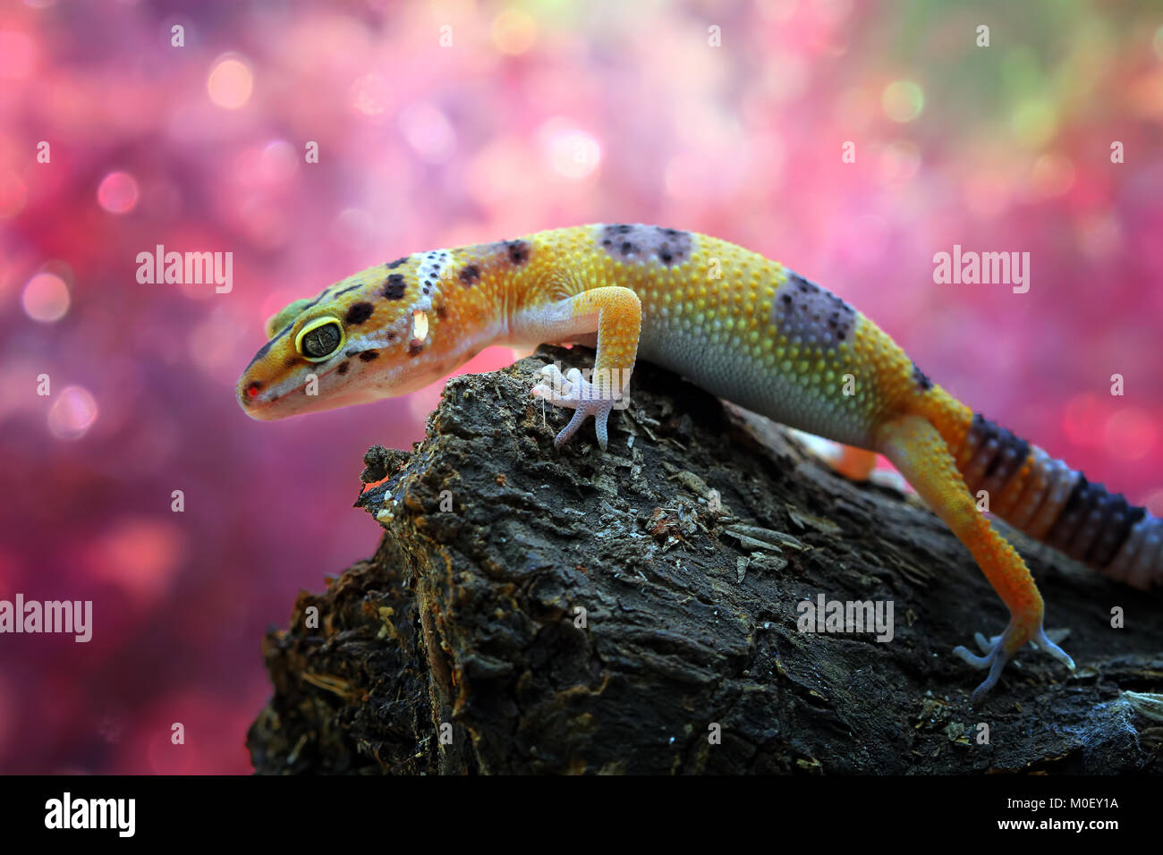 Close-up of a leopard gecko on a rock Stock Photo
