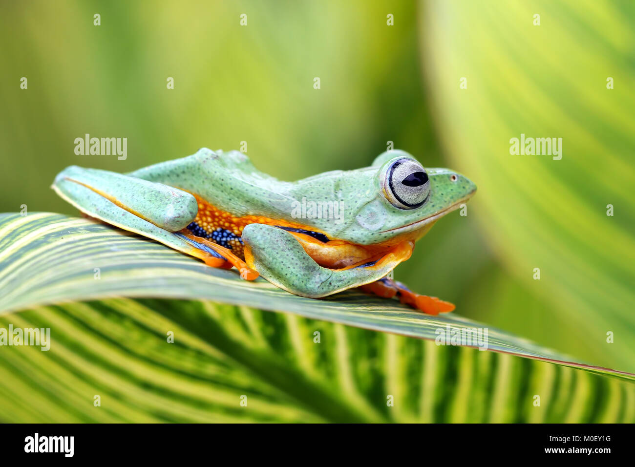 Tree Frog In Flight Flying tree frog sitting on a leaf, Indonesia Stock Photo - Alamy