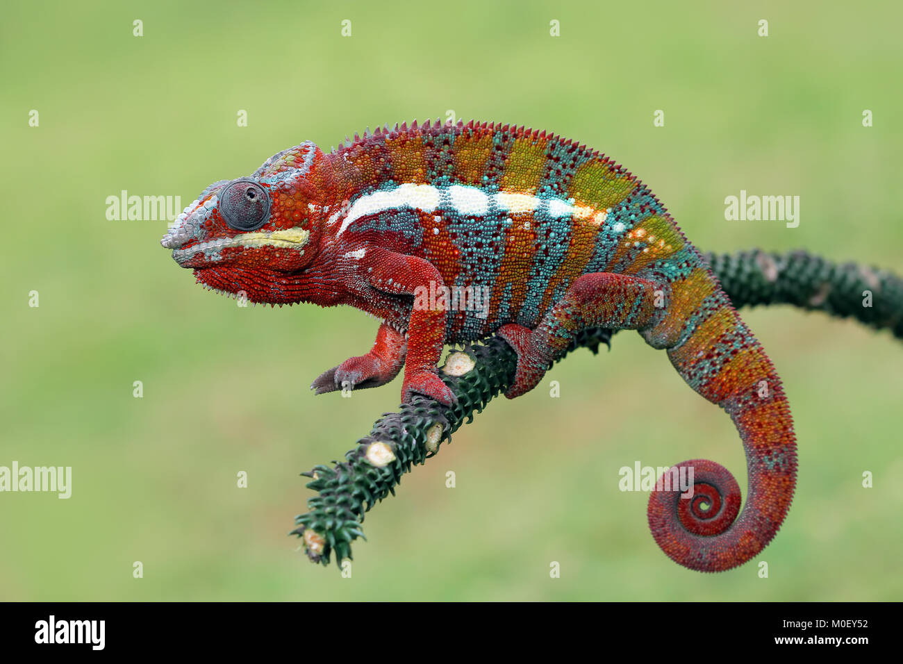 Panther Chameleon on branch Stock Photo
