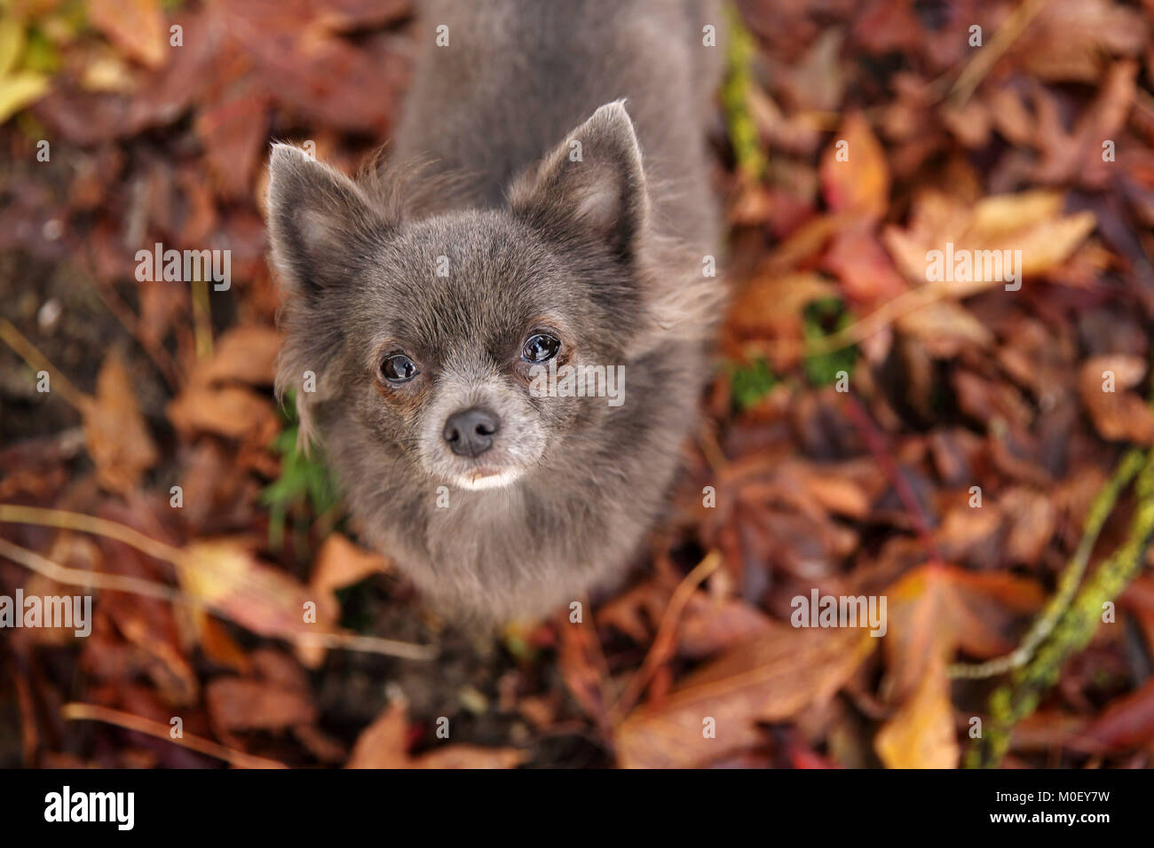 Longhaired Chihuahua Stock Photos Longhaired Chihuahua Stock