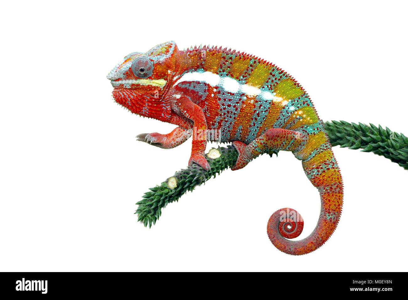 Panther Chameleon on a branch Stock Photo