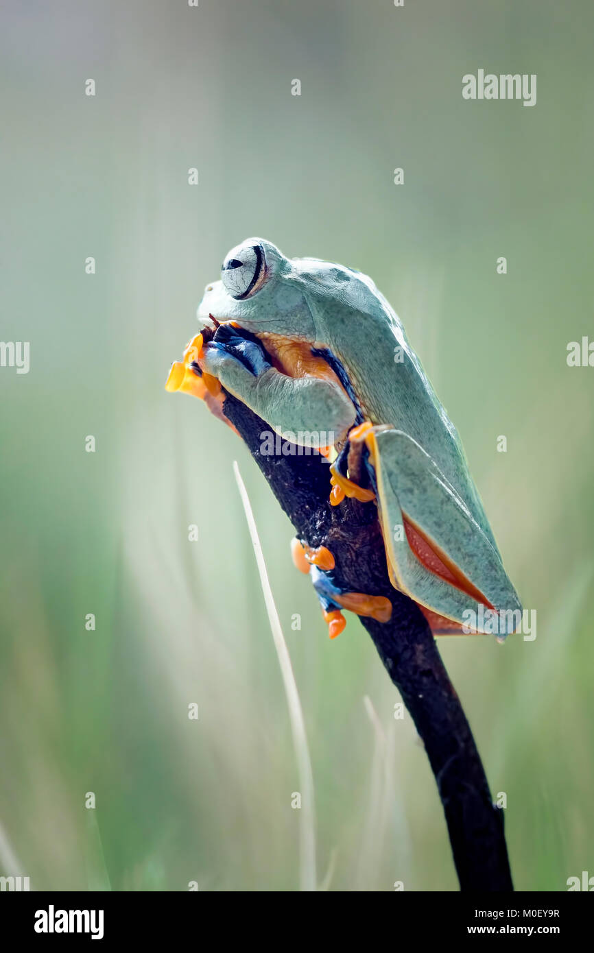 Javan Tree Frog High Resolution Stock Photography and Images - Alamy