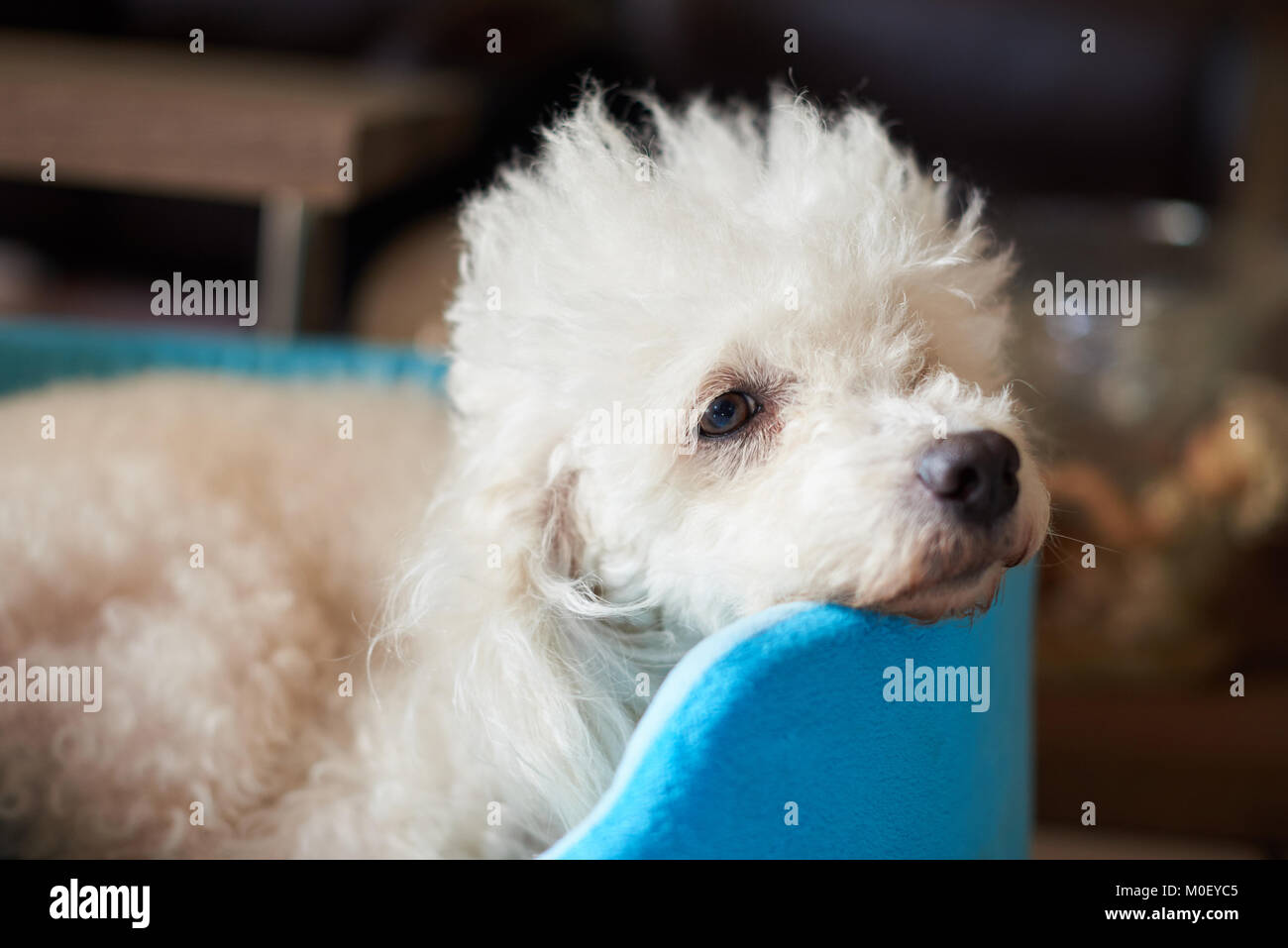 Fluffy white poodle dog head laying in blue bed. Calm relax poodle dog