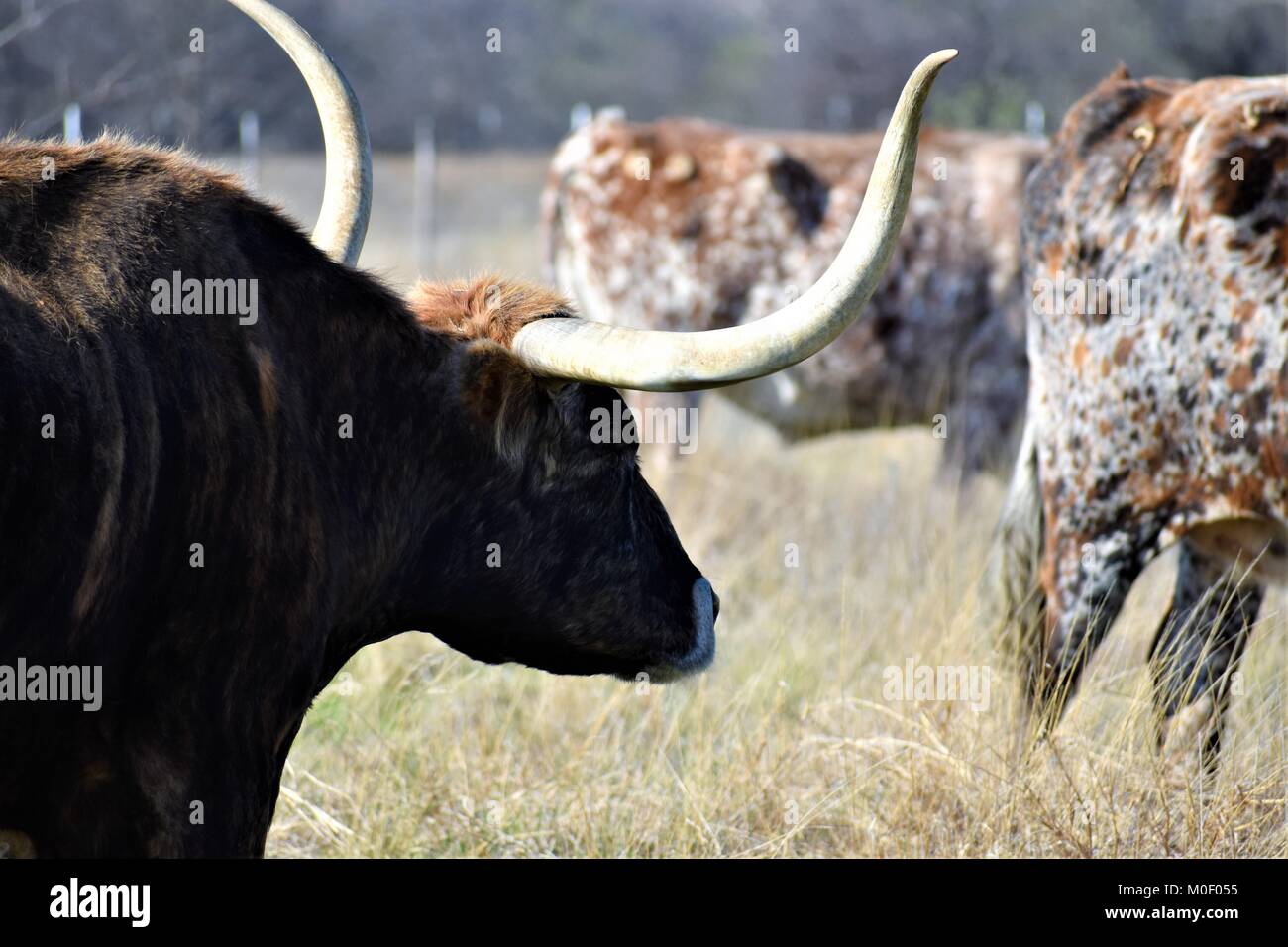 longhorn with curved horns Stock Photo