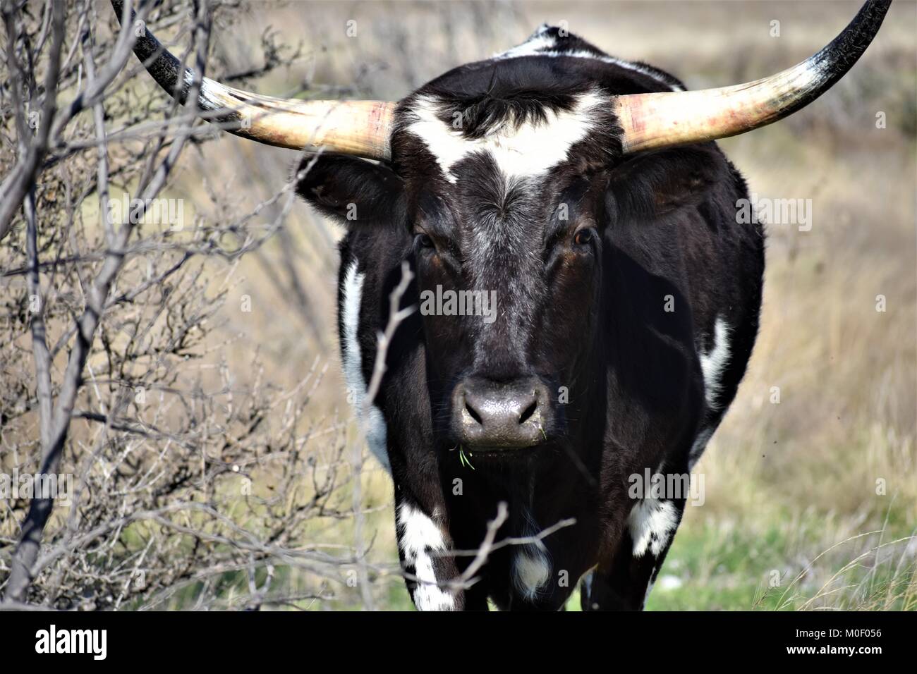 Black cow in the field Stock Photo