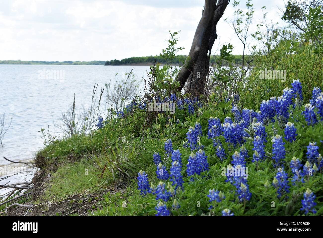 blue bonnets on the lake Stock Photo - Alamy