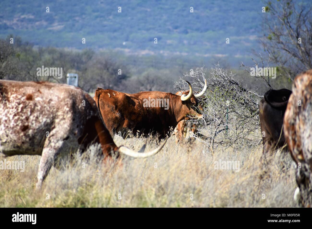 longhorn herd Stock Photo
