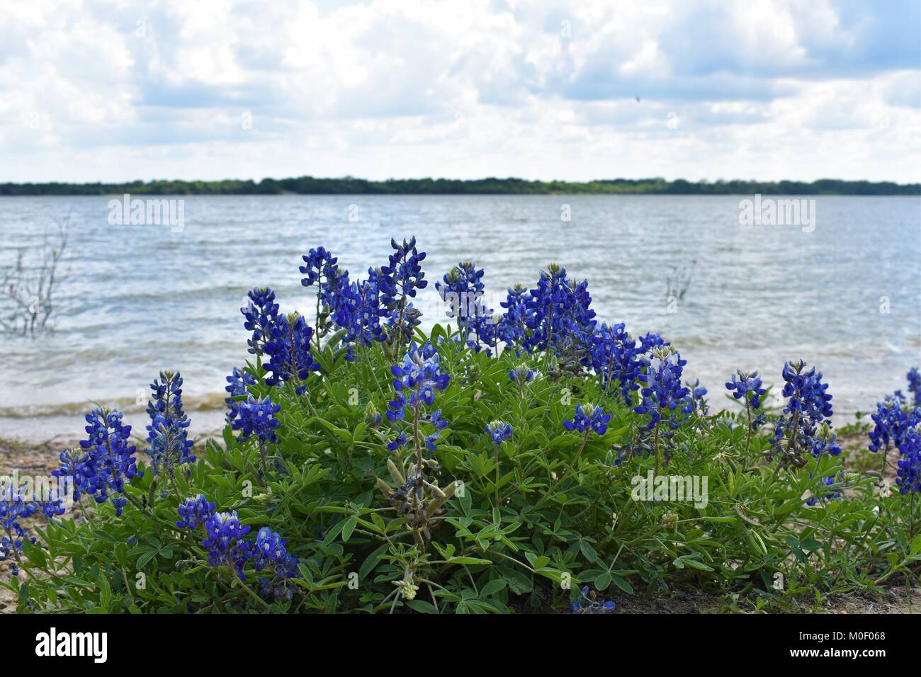 Bluebonnets by the lake Stock Photo