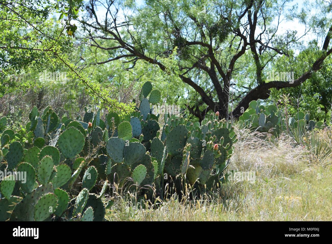 Desert Cactus Stock Photo