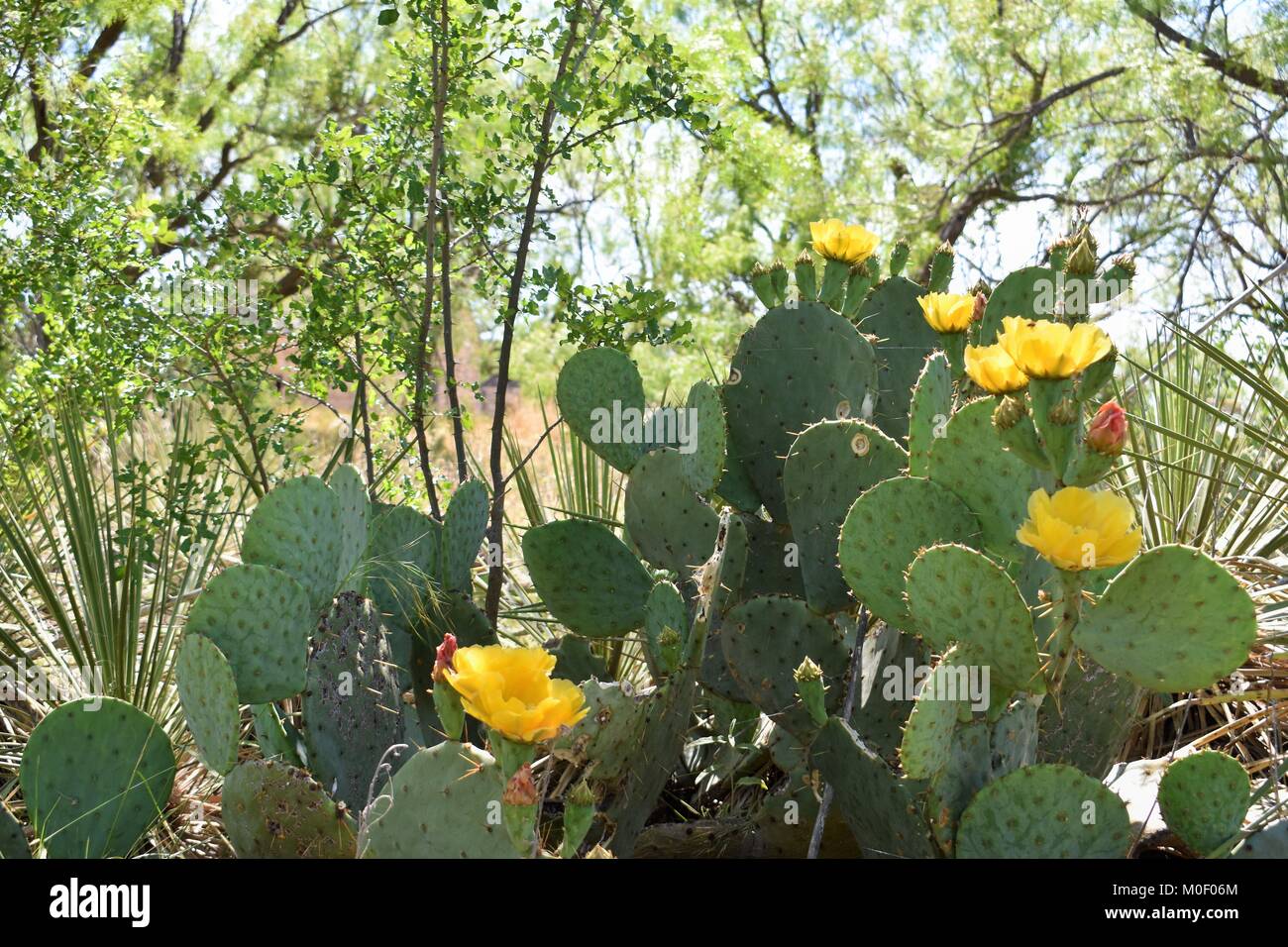Yellow flowers on prickly pear Stock Photo