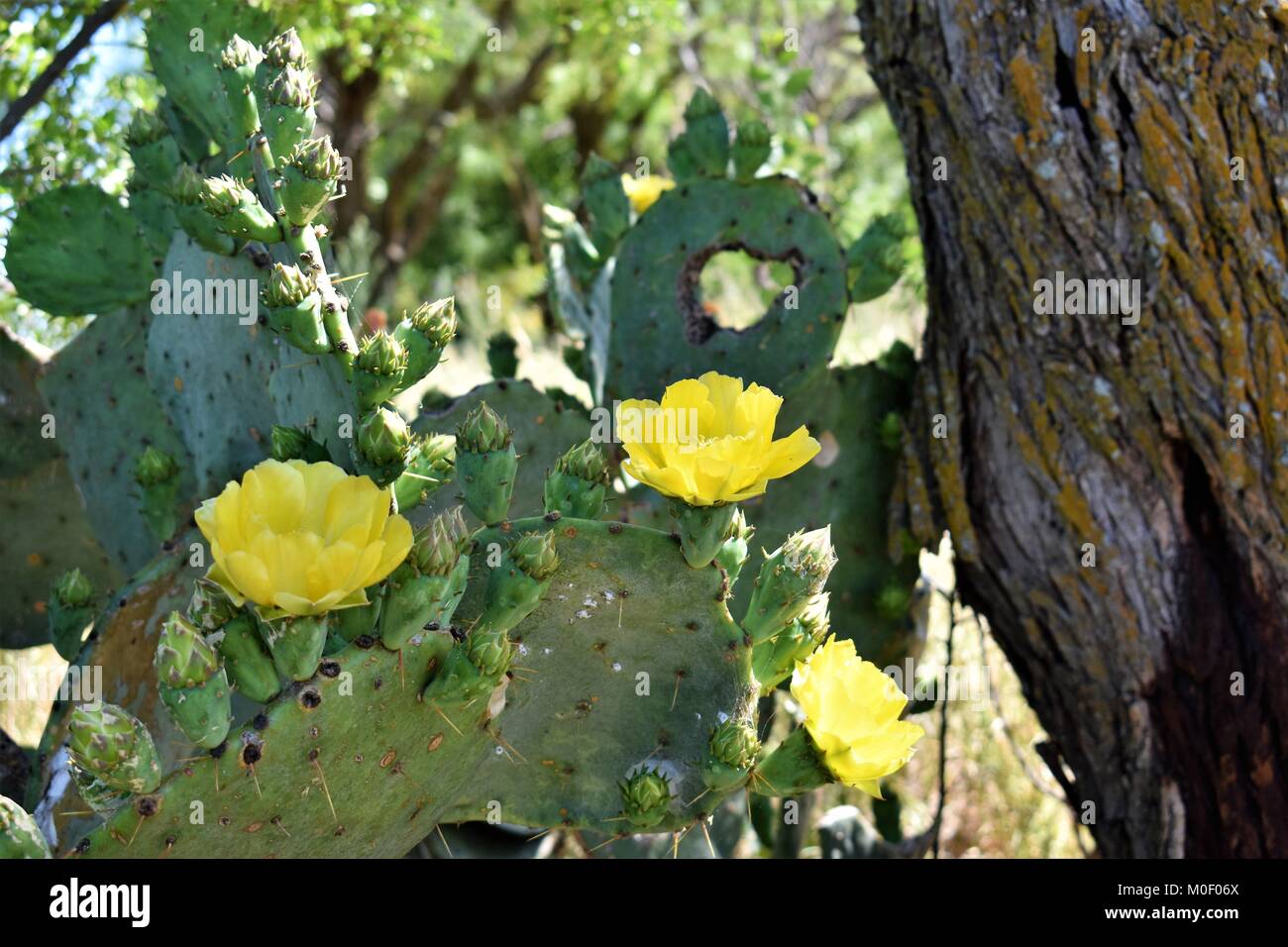Prickly Pear with flowers Stock Photo