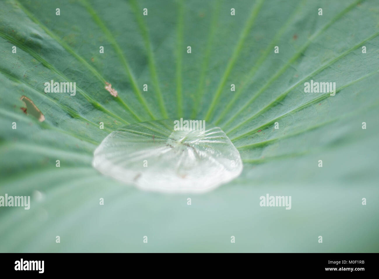 Water drops on lotus leaves with the background Stock Photo - Alamy