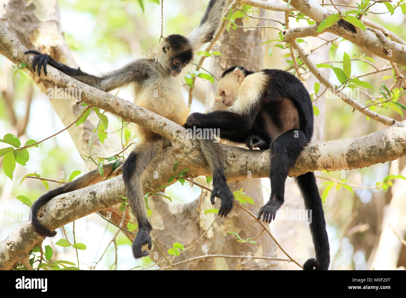 White-faced Capuchin Monkey (Cebus capucinus) grooming a Central American Spider Monkey (Ateles geoffroyi). Santa Rosa National Park, Guanacaste, Cost Stock Photo