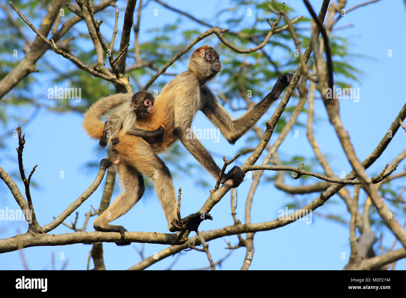 Central American Spider Monkey female with baby (Ateles geoffroyi). Santa Rosa National Park, Guanacaste, Costa Rica. May 2017. Stock Photo