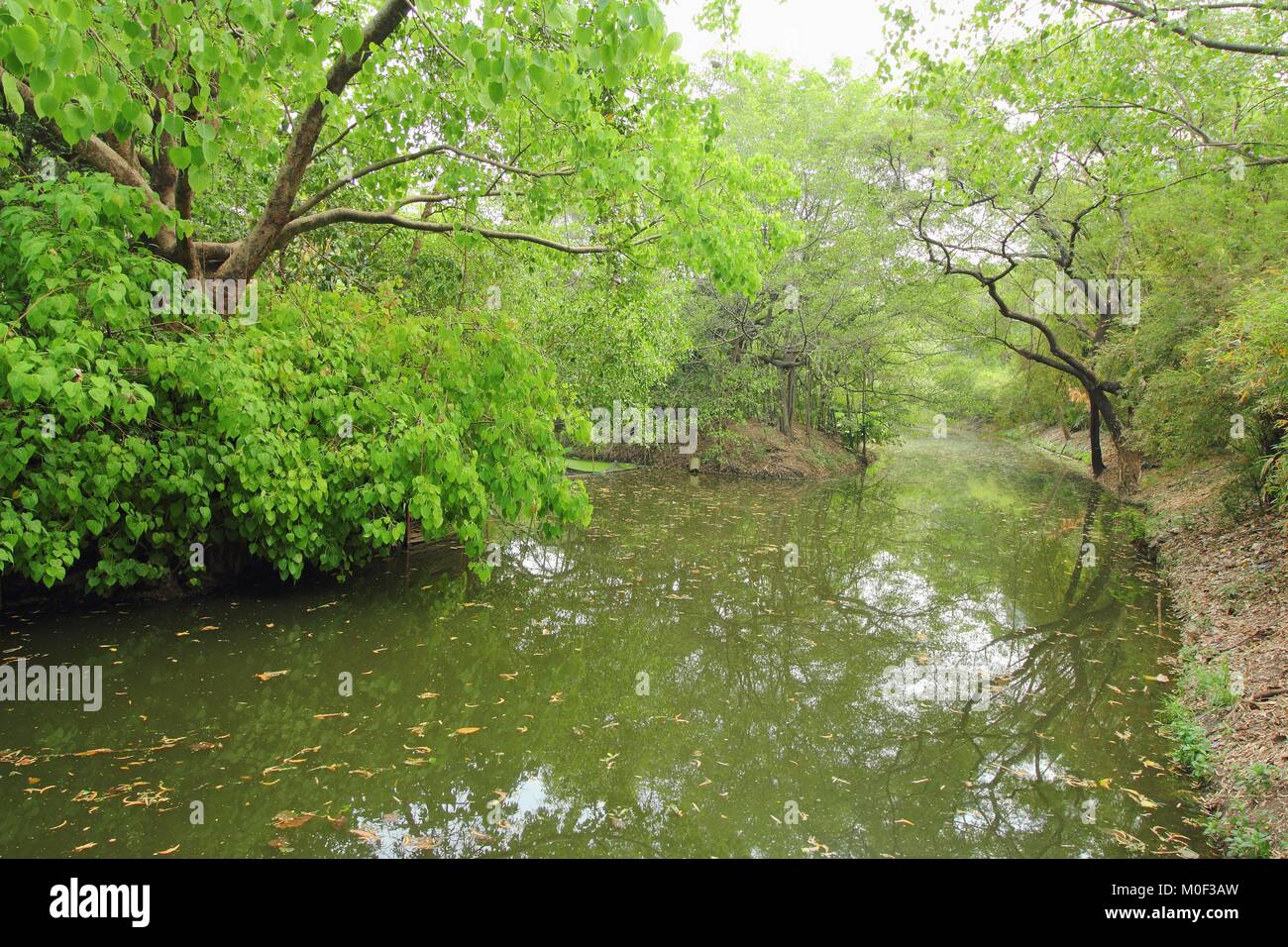 Forest in asia hi-res stock photography and images - Alamy