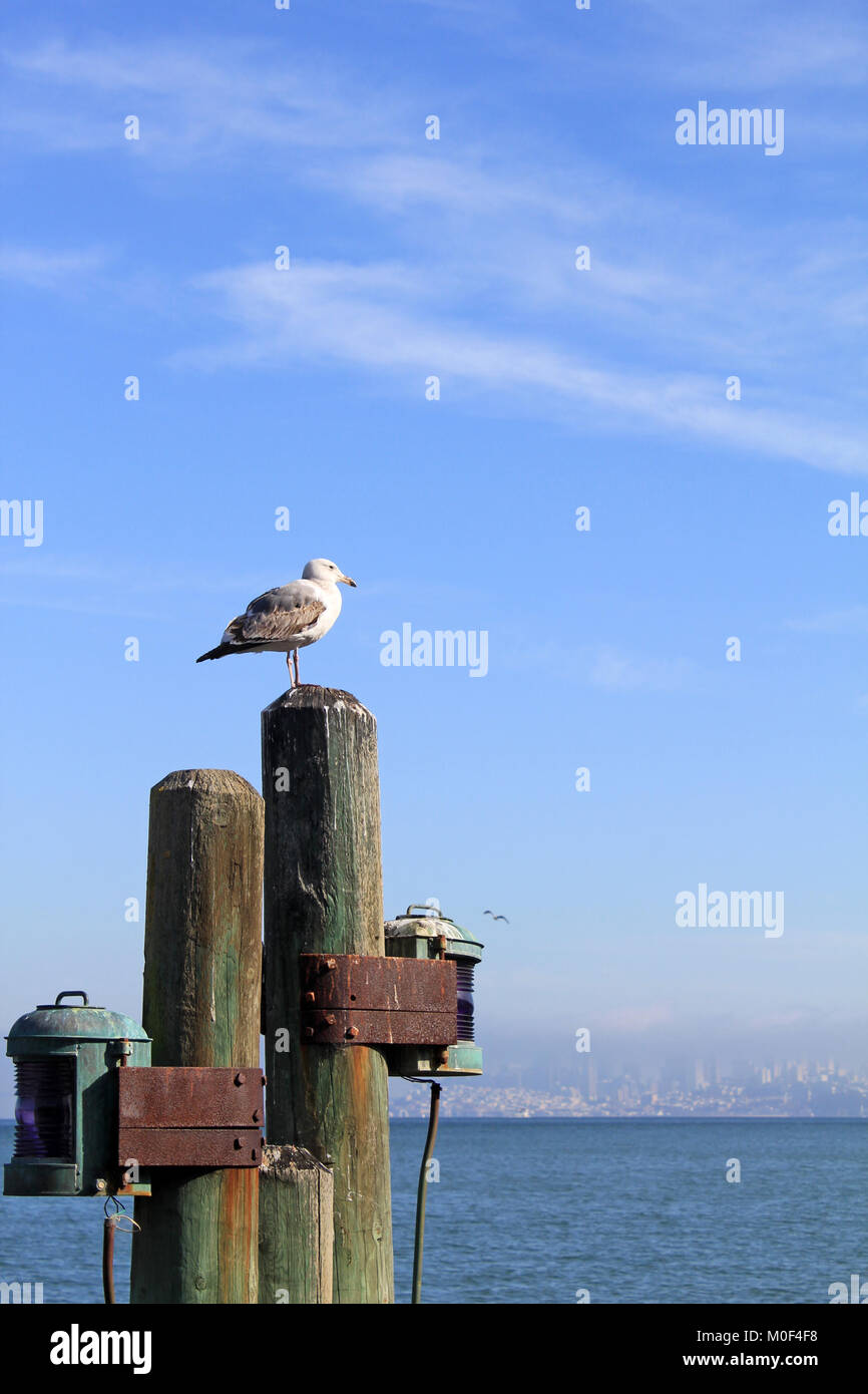 Sausalito Seagull Stock Photo