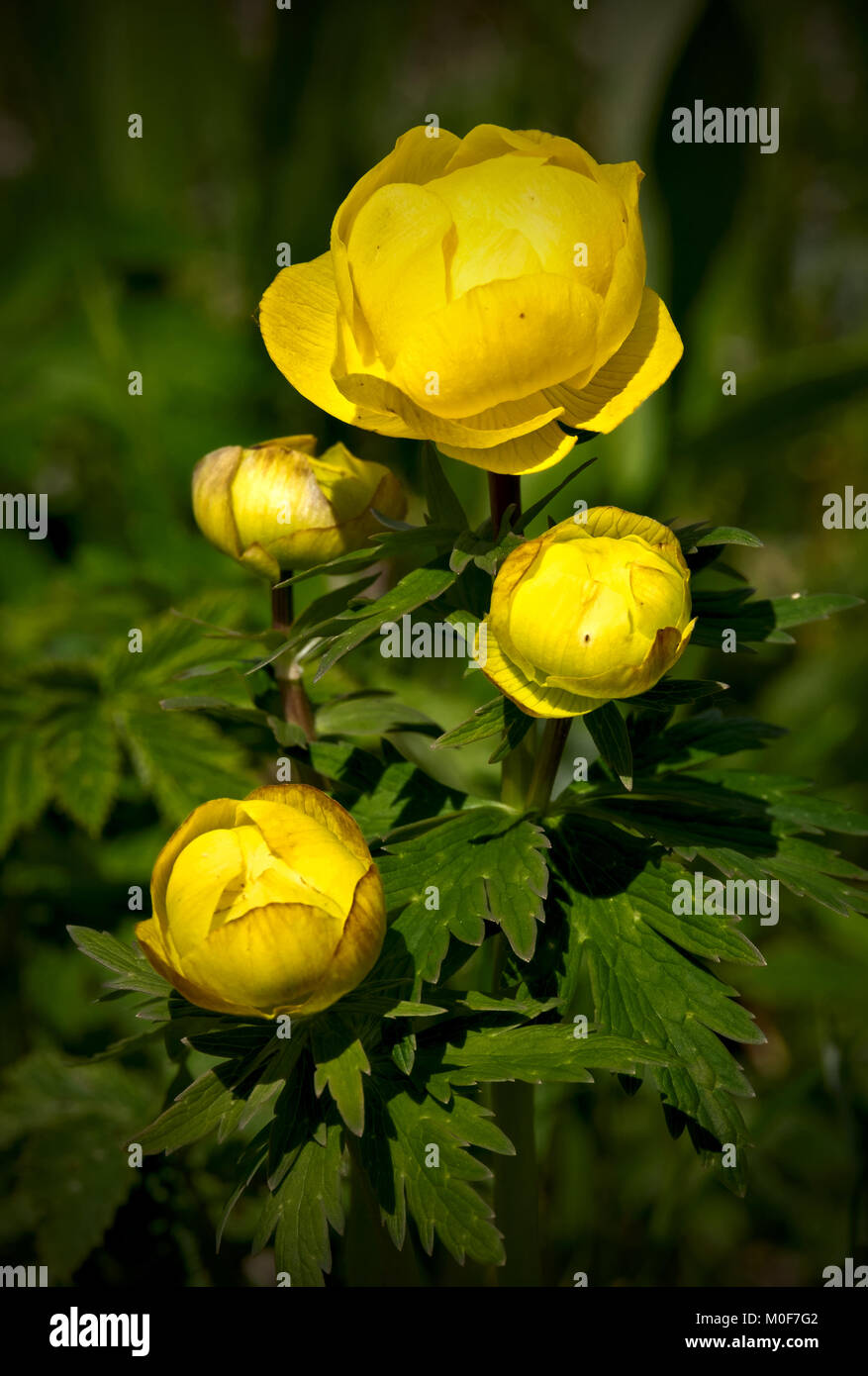 Trollius flower close-up Stock Photo