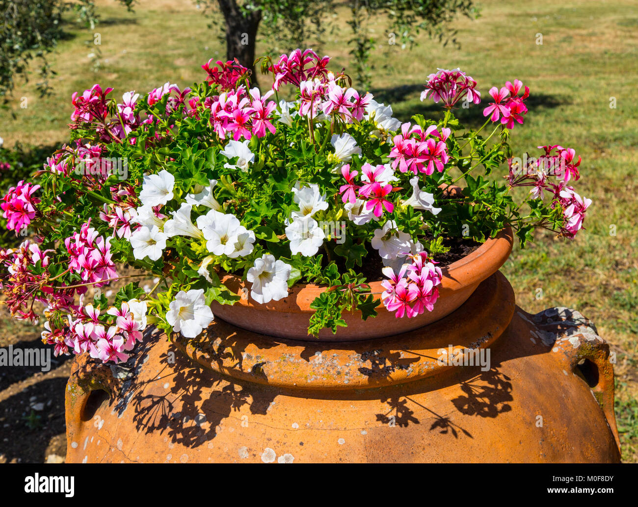 Terracotta flower pot Stock Photo