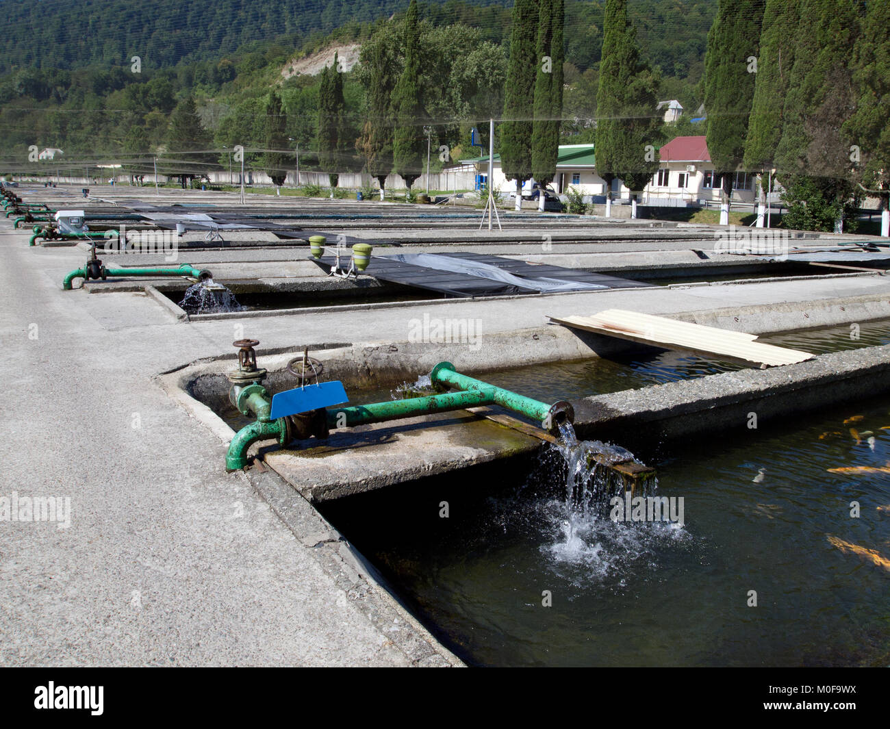 Plant breeding fish Stock Photo