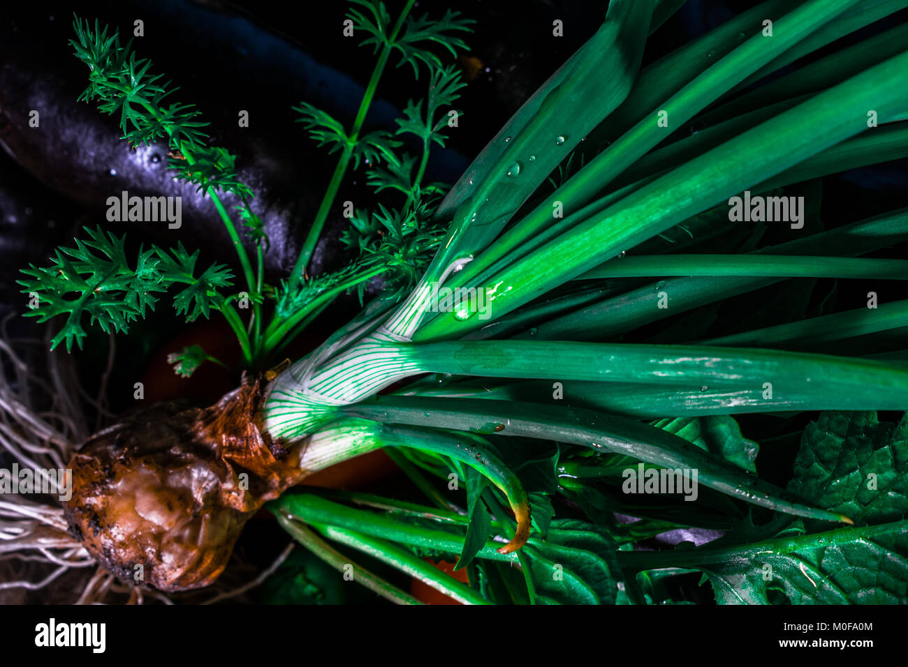 Closeup on spring onion roots hi-res stock photography and images - Alamy