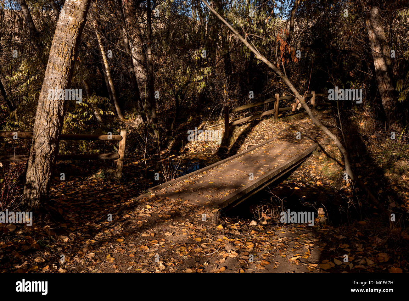 Wood bridge leads across a stream from a path through forest Stock ...
