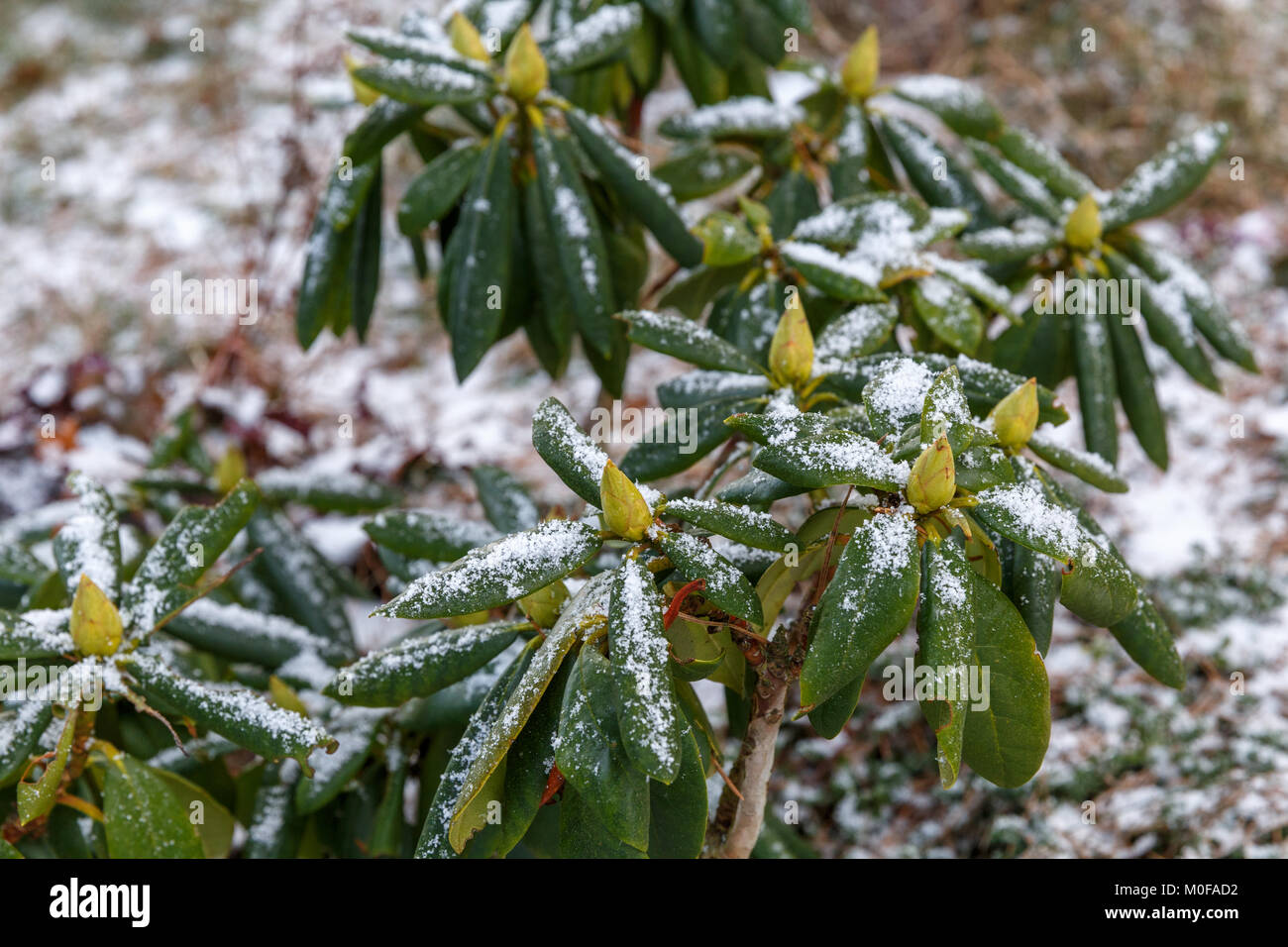 Frost-covered rhododendron in winter Stock Photo - Alamy