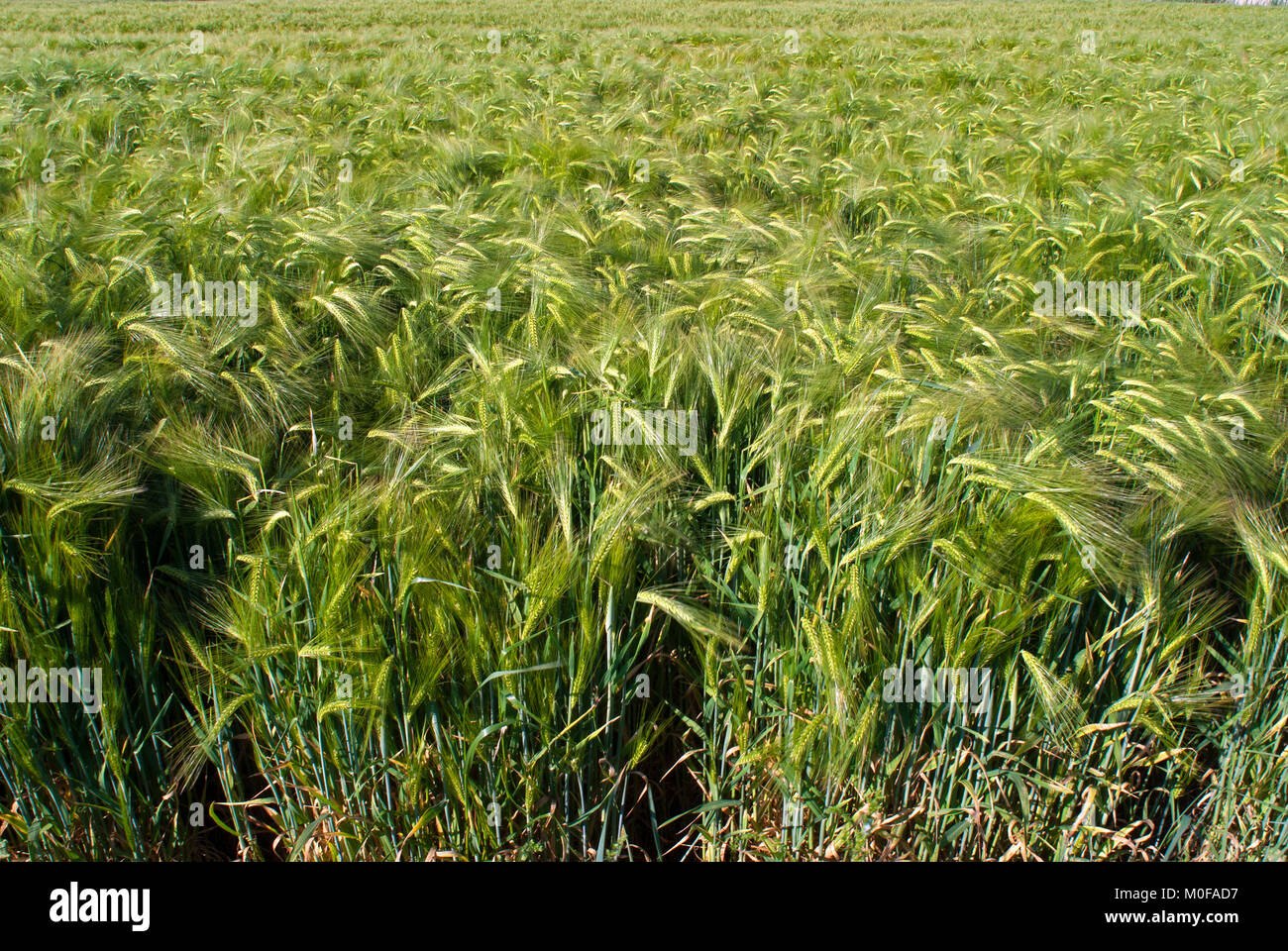 Wheat field in Umbria, Italy Stock Photo - Alamy