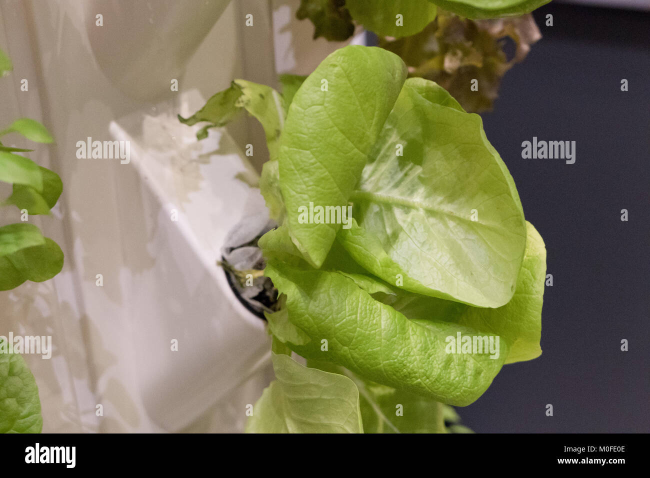 growing vegetables without soil Stock Photo Alamy