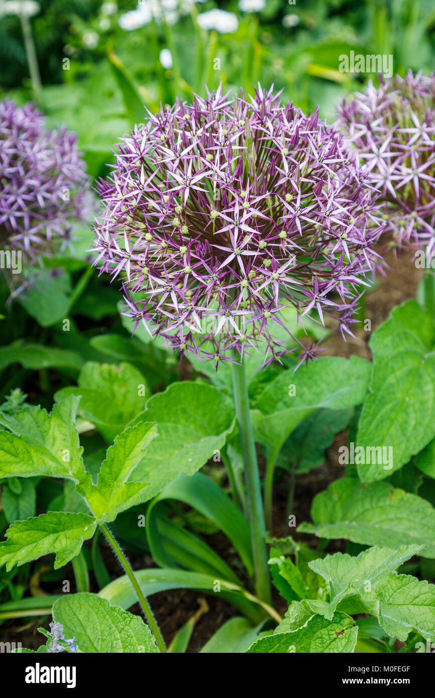 Large Purple Spiky Flower Heads Of Ornamental Onion Allium Cristophii Growing And Flowering In A Herbaceous Border In Surrey Southeast England Uk Stock Photo Alamy