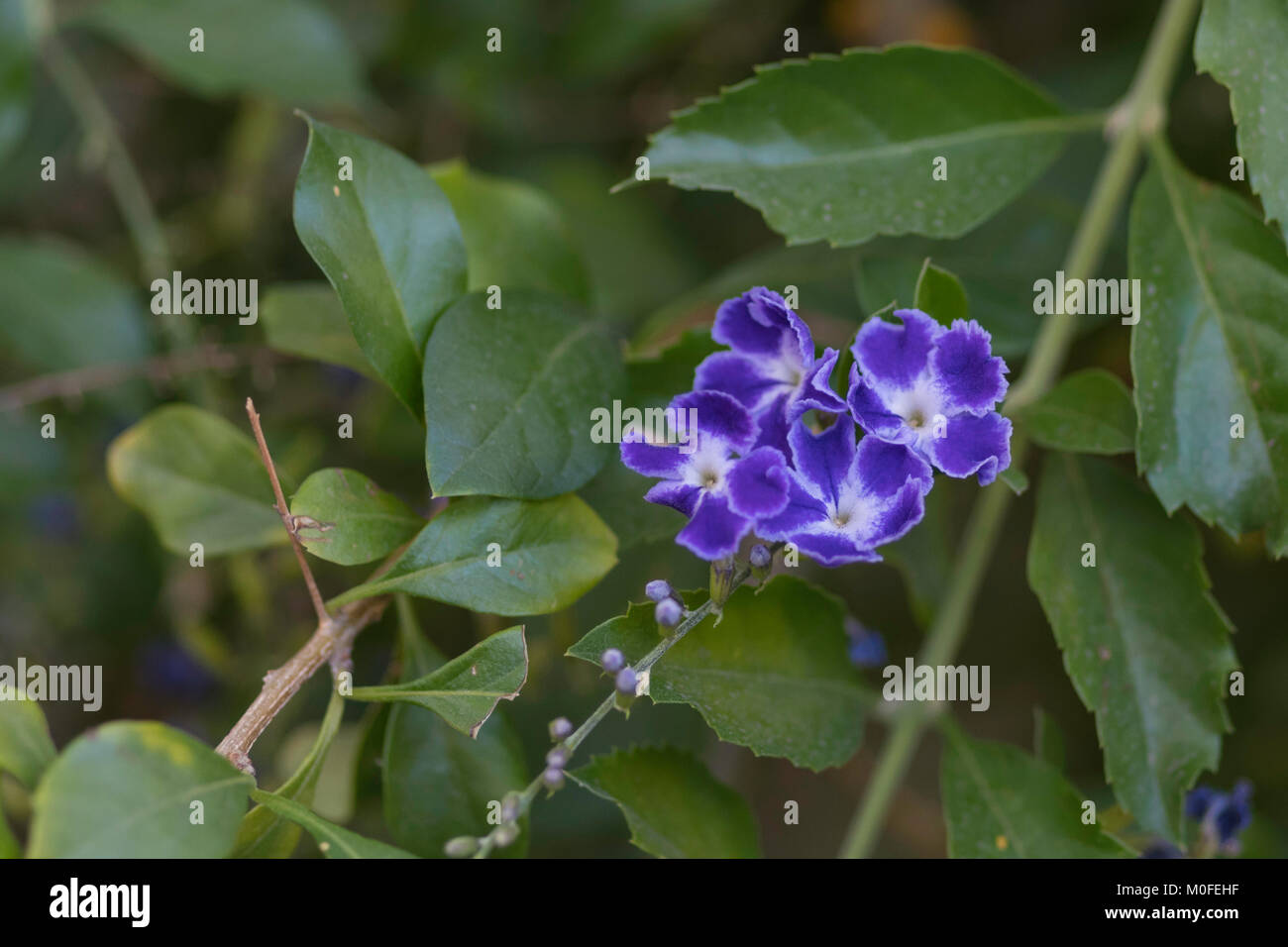 close up of purple flowers on a frogfruit bush phyla nodiflora Stock Photo