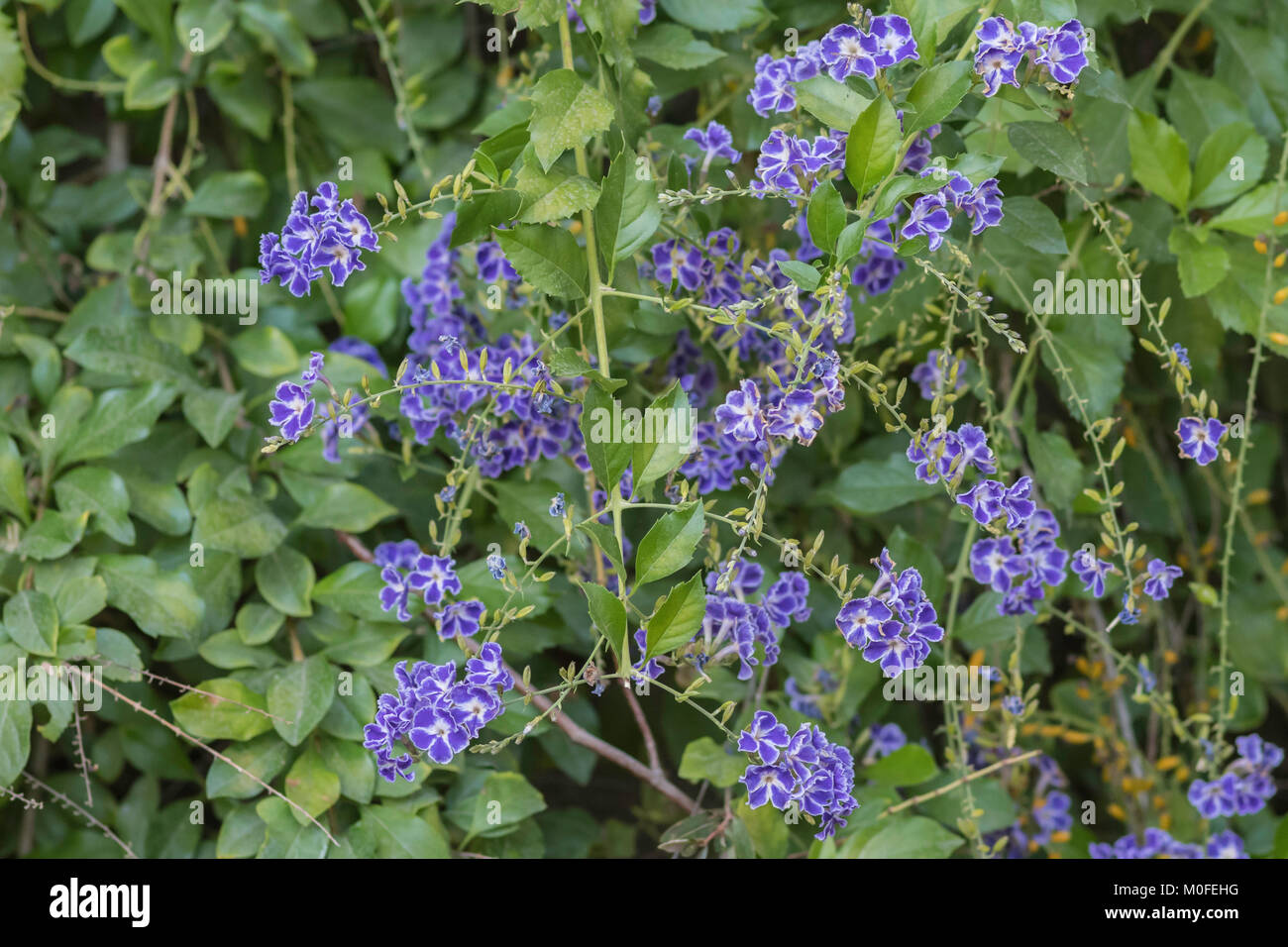 purple flowers on a frogfruit bush phyla nodiflora Stock Photo