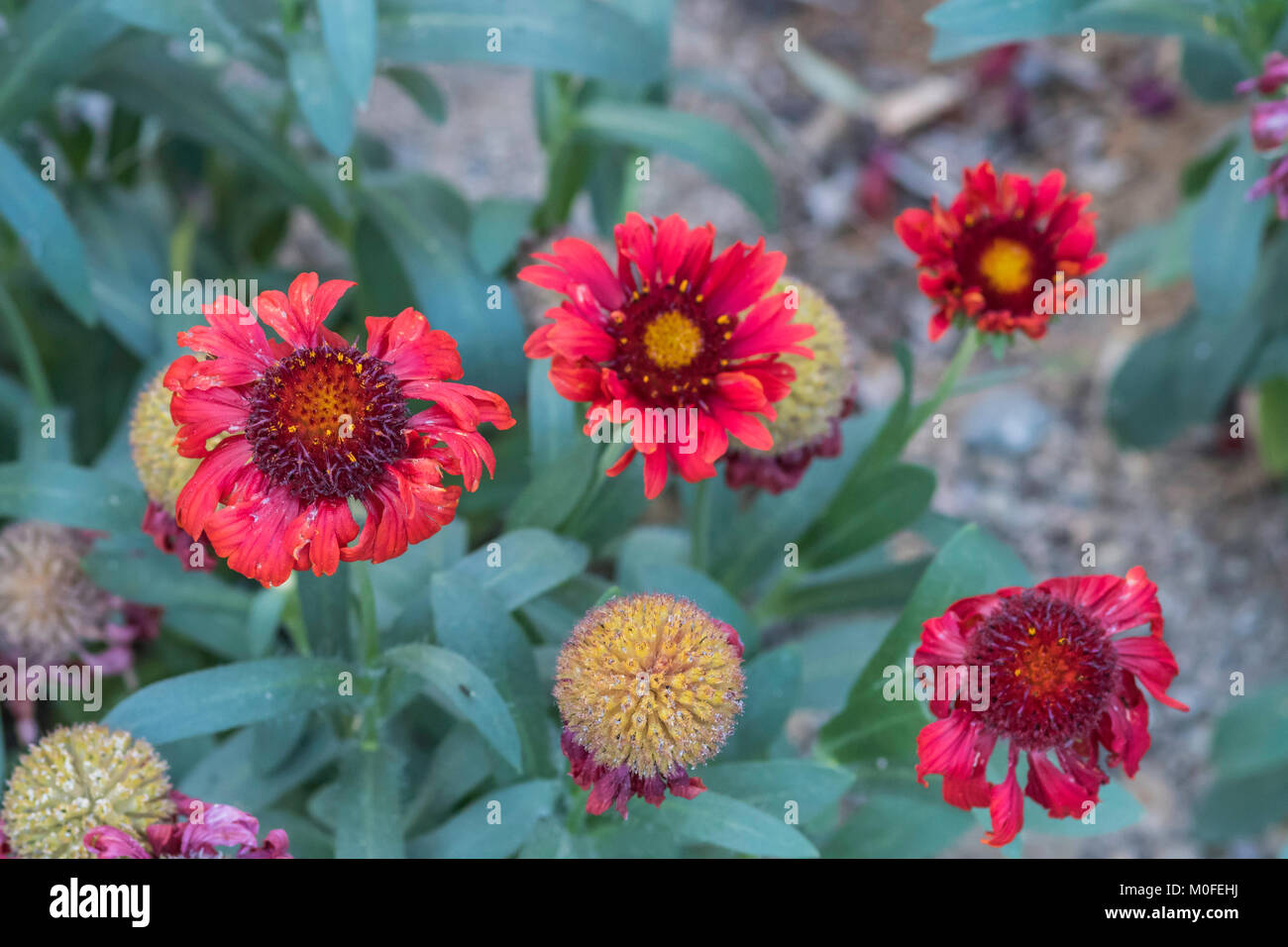 red gaillardia aristata blanketflower with seed pods Stock Photo