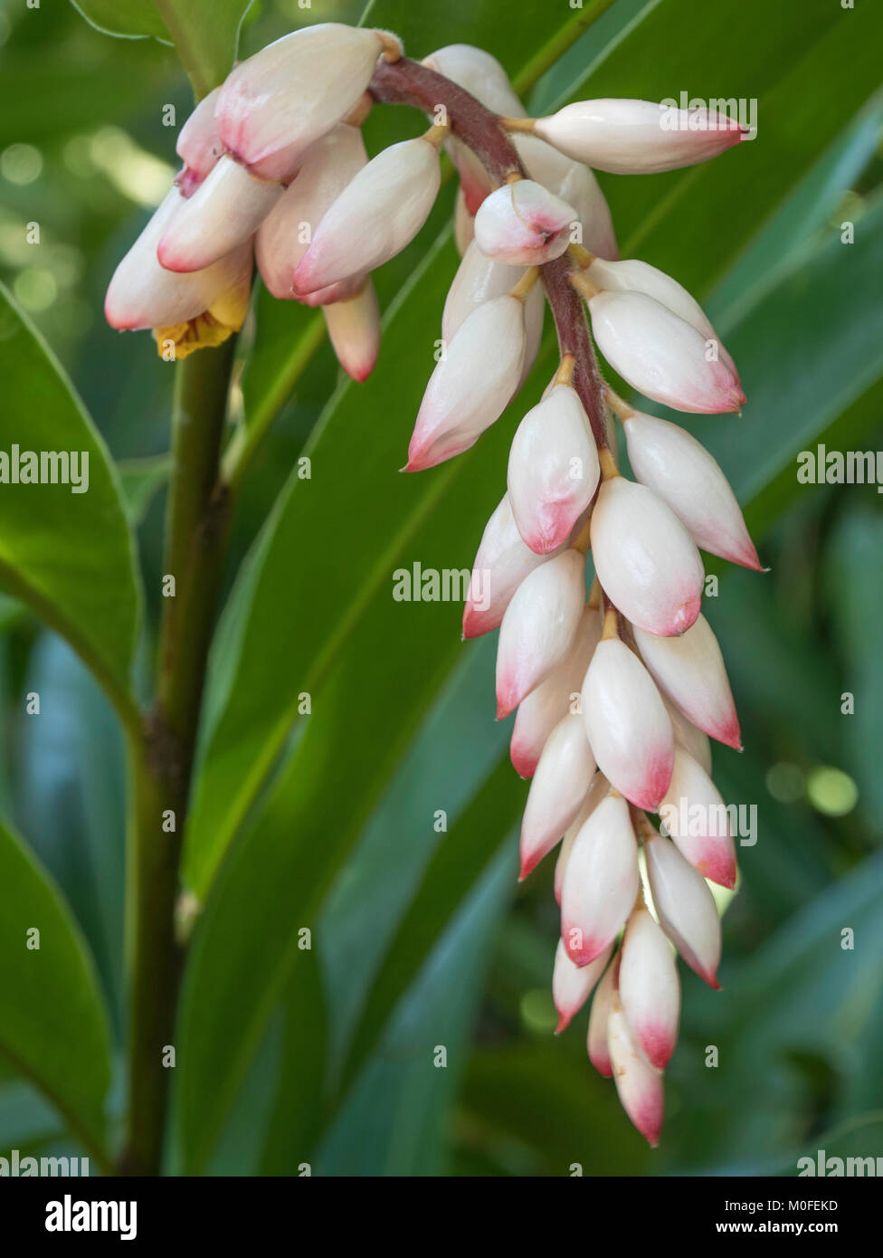 white and pink drooping flower cluster of the shell ginger plant