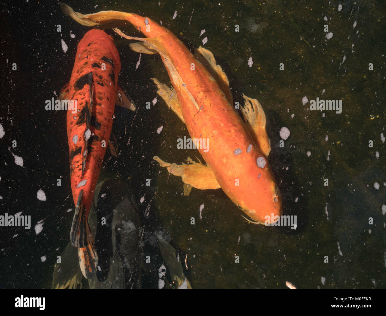 pair of koi, one red and one orange  just under the surface of the dark black water Stock Photo