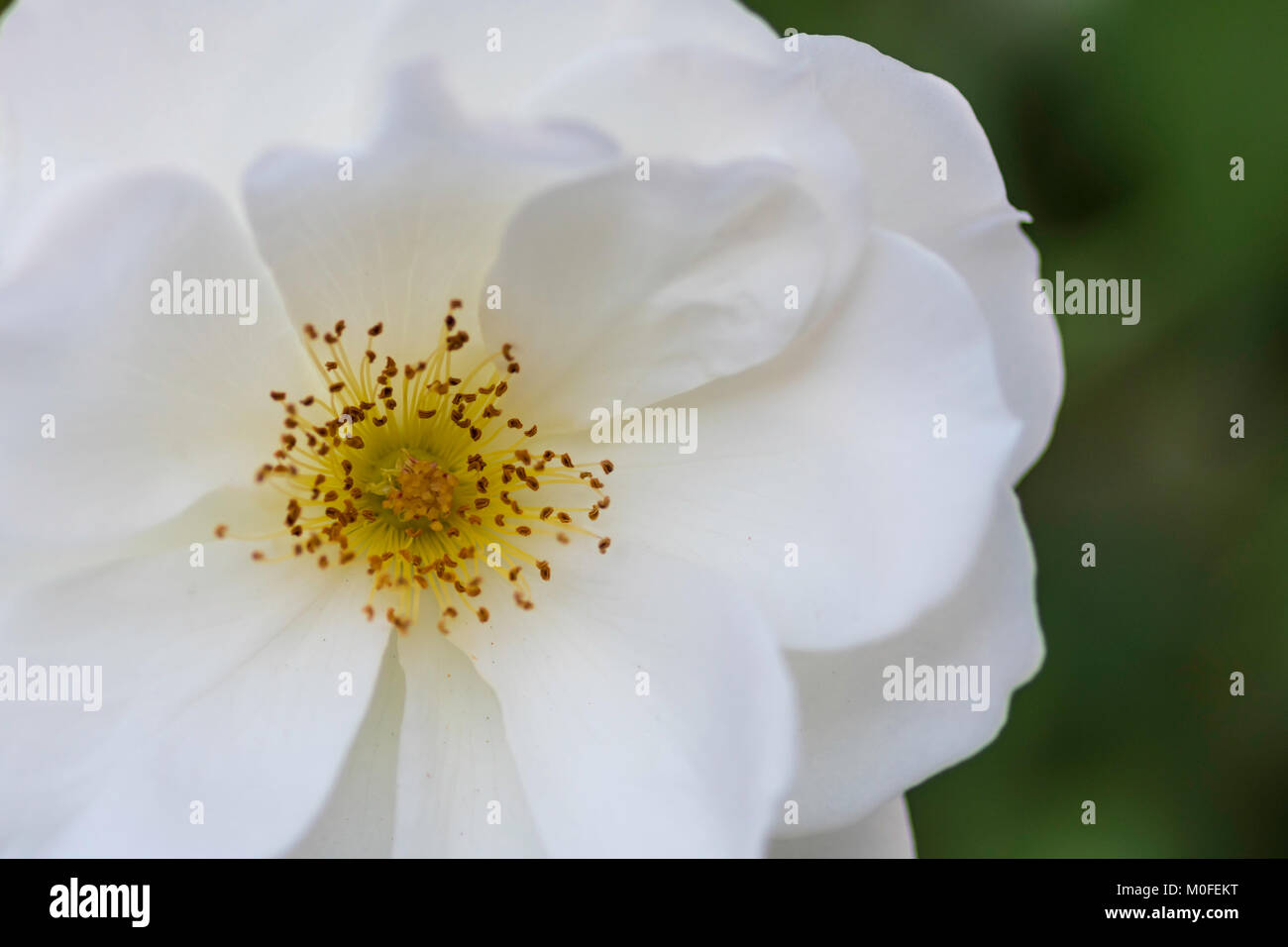 Close up of the center of a white rose in full bloom Stock Photo